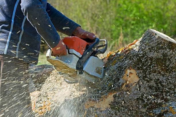  , RI Tree Services Pros